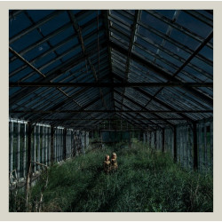 Foxing – Dealer