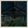 Foxing – Dealer