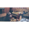 Taylor Swift – Midnights - Coloured Blue Marbled Vinyl